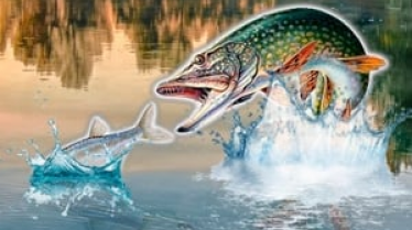 Fish Rain Fish Rain img