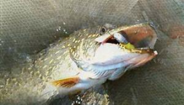 Fishing: Hunting For Trophy img