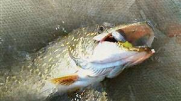 Fishing: Hunting For Trophy Fishing: Hunting For Trophy img