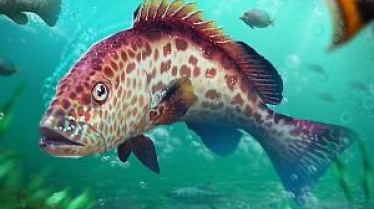 Let's fish Let's fish img